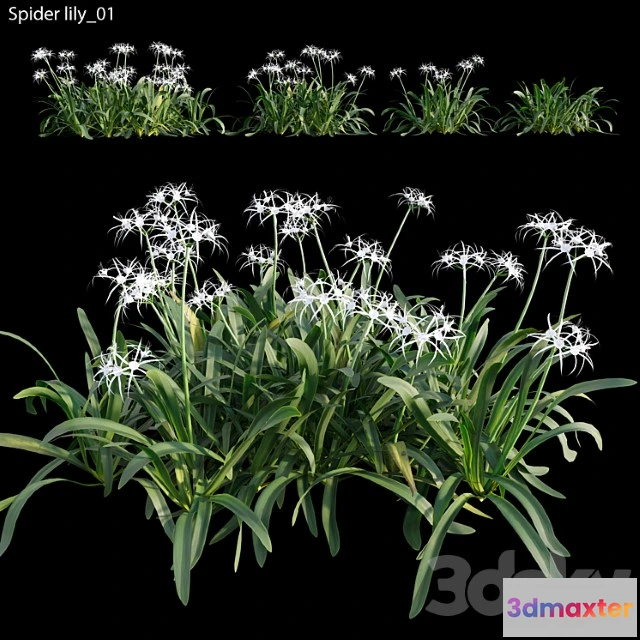 1010194 - Hymenocallis Americana