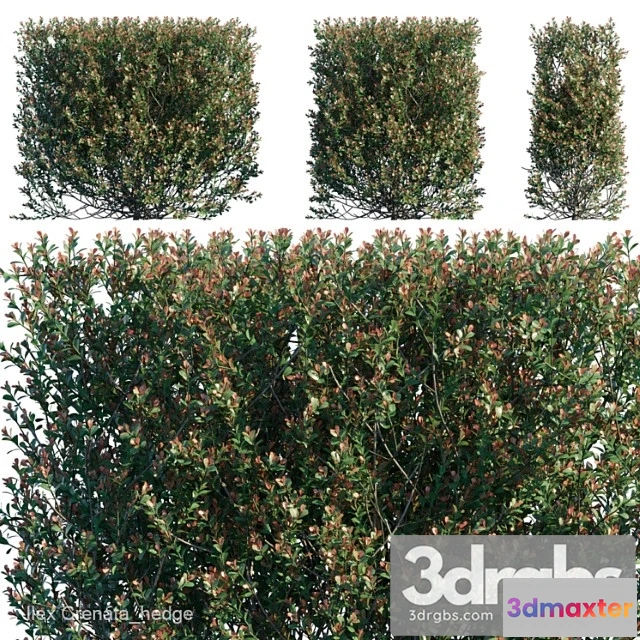 1010196 - Ilex Crenata Hedge
