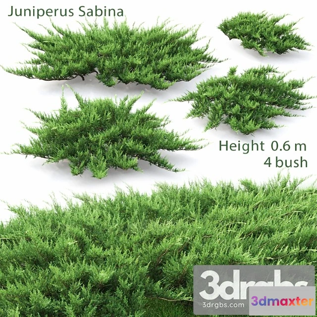 1010204 - Juniperus