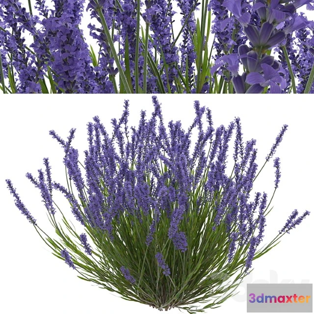 1010208 - Lavanda Kust