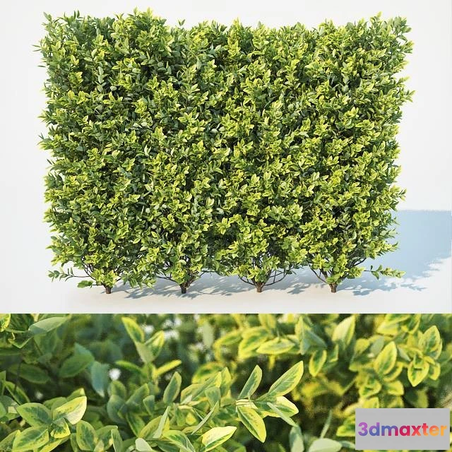 1010210 - Ligustrum Ovalifolium Hedge L