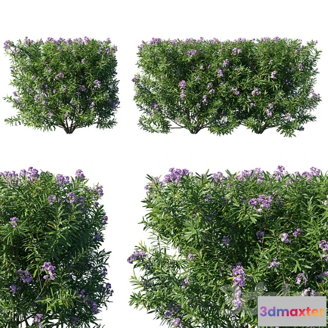 1010218 - Nerium Oleander Collection 07