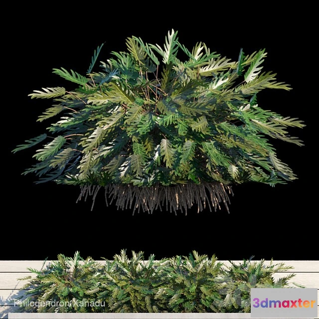 1010228 - Philodendron Xanadu Exterior Kit 1