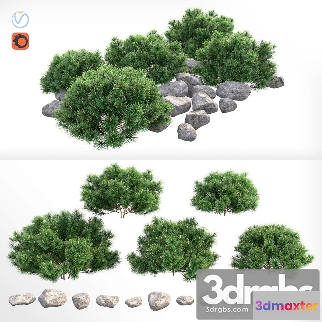 1010234 - Pine Plant