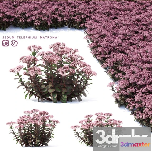 1010248 - Sedum Flowers Sedum Telephium Matrona
