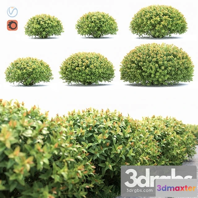 1010252 - Spiraea Japonica