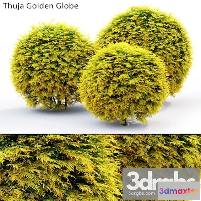 1010262 - Thuja Golden Globe