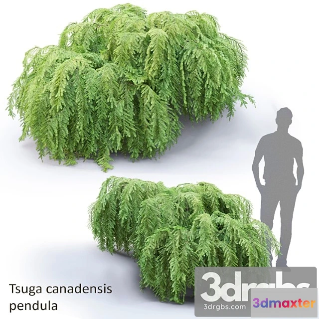 1010264 - Tsuga Canadensis Povislaia Tsuga Canadensis Pendula 1
