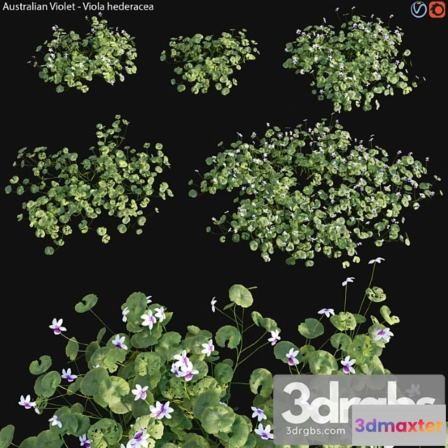 1010266 - Viola Hederacea Australian Native Violet 01