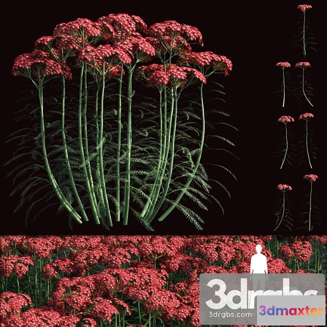 1010268 - Yarrow Common Flowers Achillea Millefolium