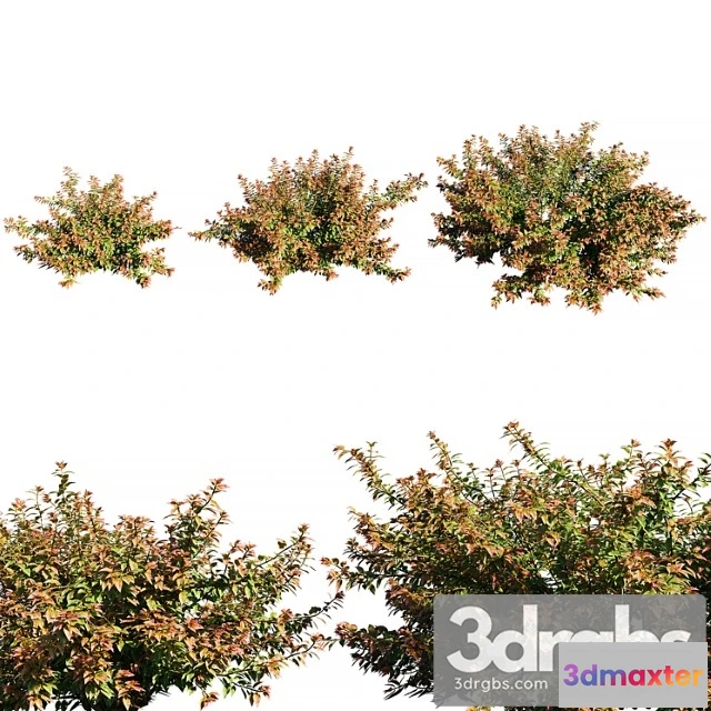 1060068 - Abelia x grandiflora red