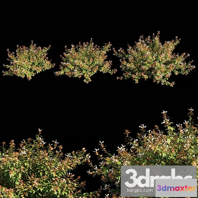 1060070 - Abelia x grandiflora with flower