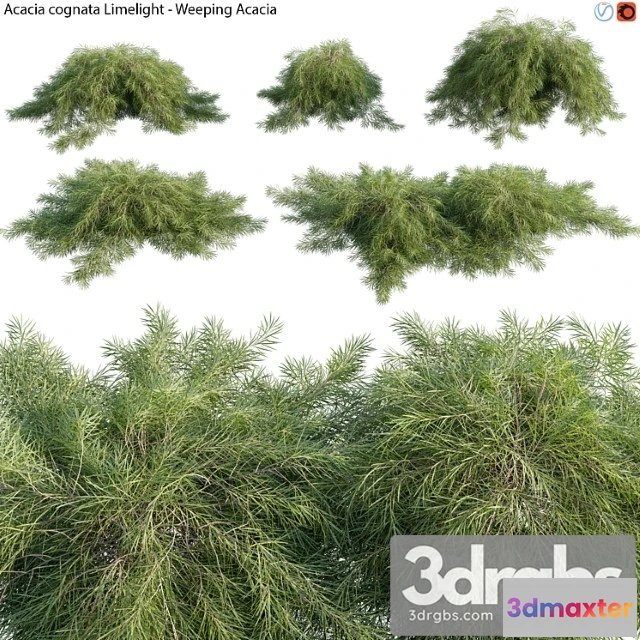 1060072 - Acacia cognata limelight - weeping acacia - 01