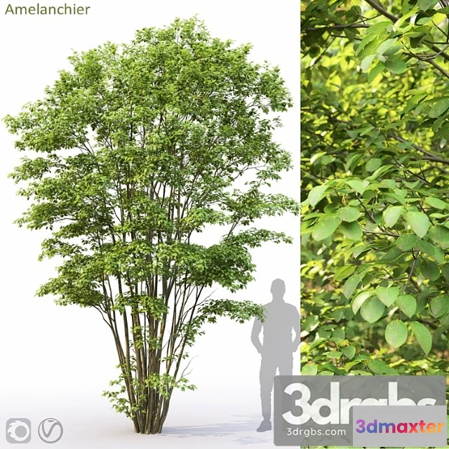1060078 - Amelanchier