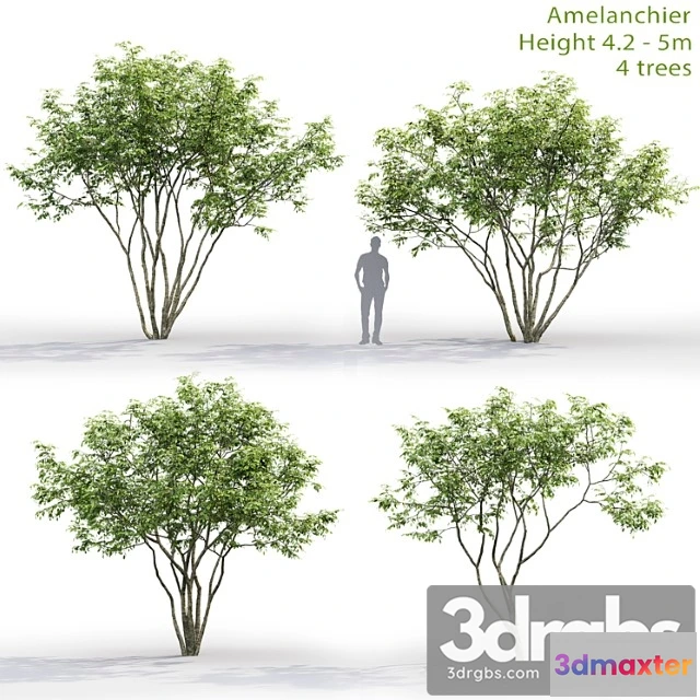 1060082 - Amelanchier - No.2