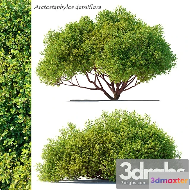 1060084 - Arctostaphylos densiflora