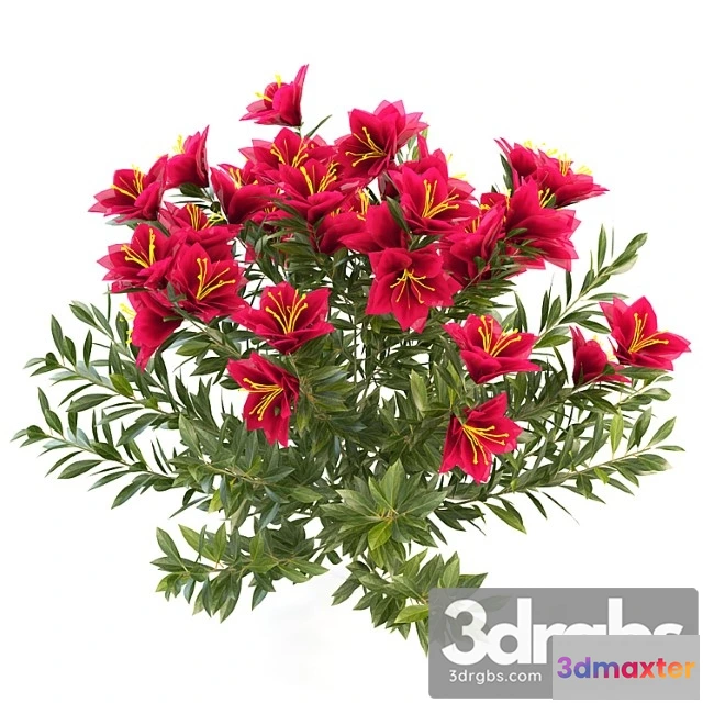 1060092 - Azalea garden