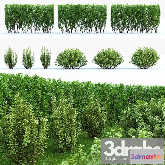 1060096 - Barbaris tunberga set №2