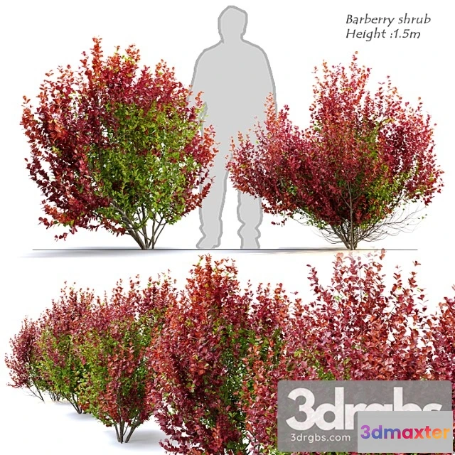 1060098 - Barberry shrub