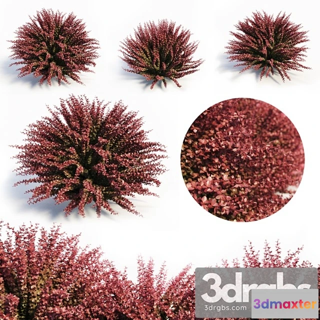 1060102 - Berberis thunbergii (red barberry)