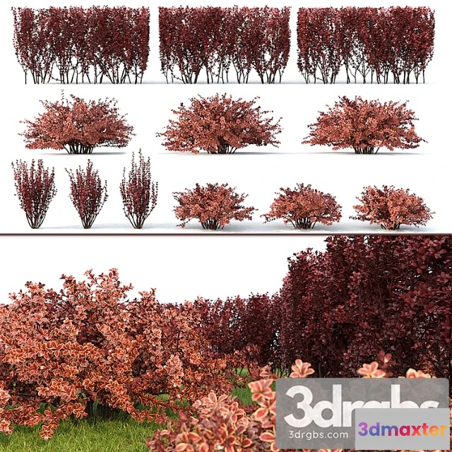 1060104 - Berberis thunbergii 1