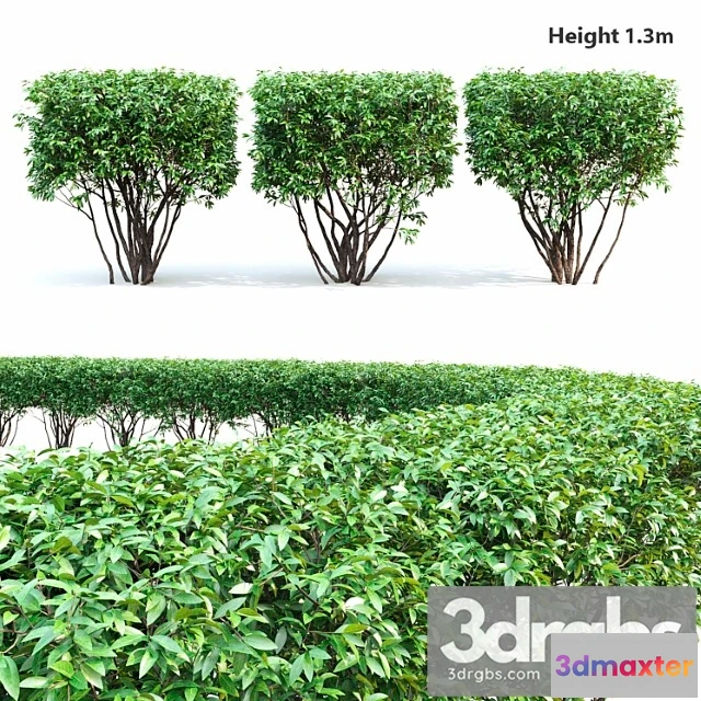 1060108 - Birucina (ligustrum) hedge №2