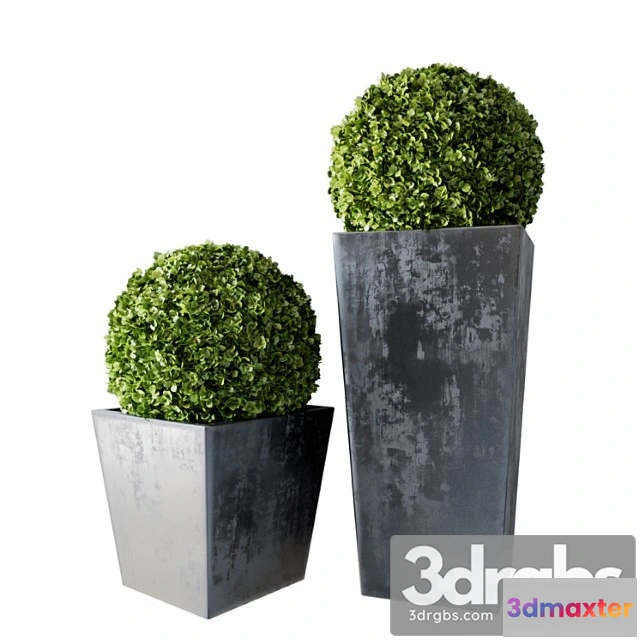 1060114 - Boxwood set 01