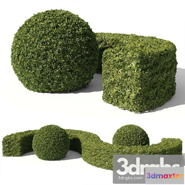 1060126 - Buxus sempervirens 01