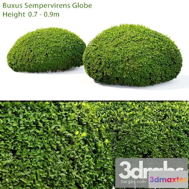1060128 - Buxus_1