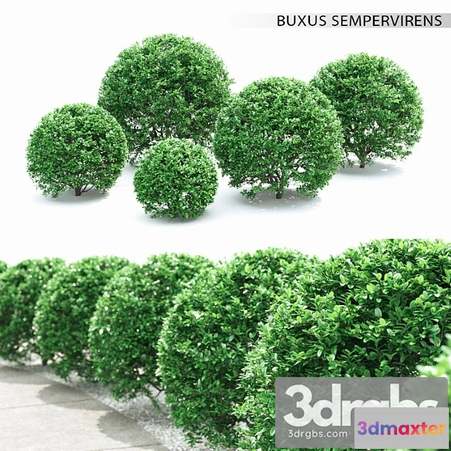 1060130 - Buxus_2