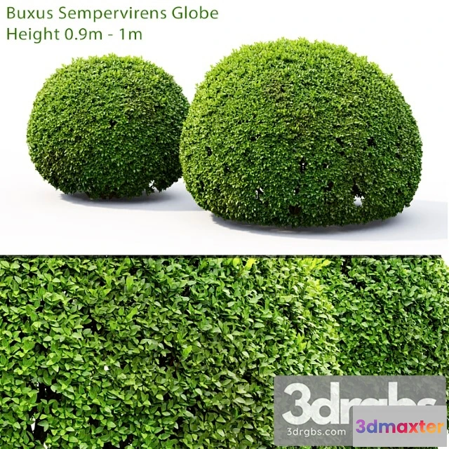 1060134 - Buxus2