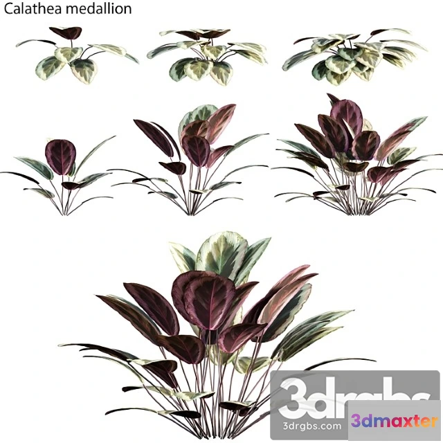 1060136 - Calathea medallion 01