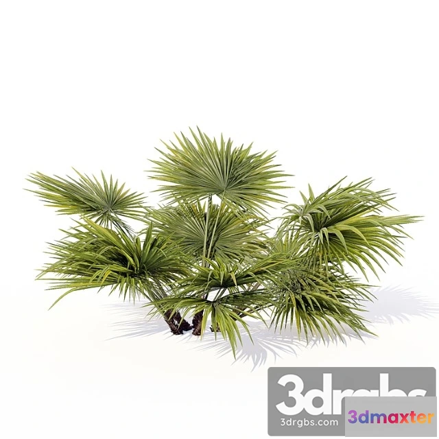 1060144 - Chuniophoenix Hainanensis 01