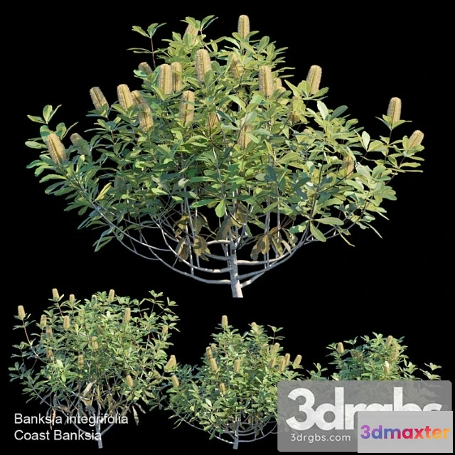 1060146 - Coast banksia bush