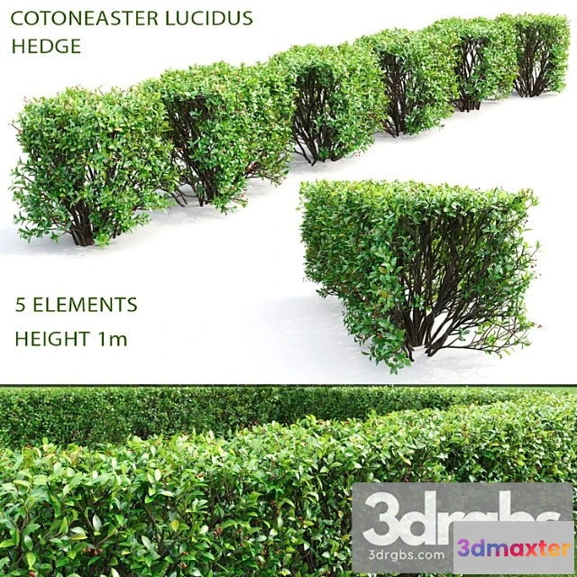 1060160 - Cotoneaster shiny hedge