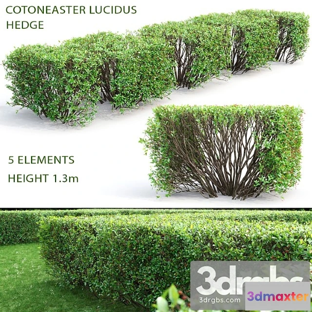 1060164 - Cotoneaster - No.2