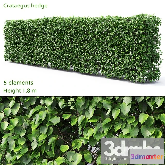1060166 - Crataegus hedge