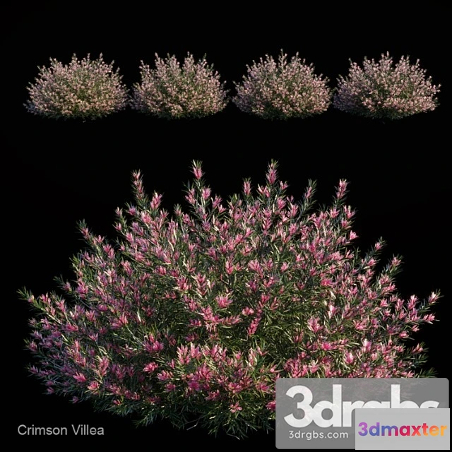 1060168 - Crimson villea