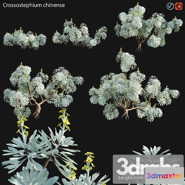 1060170 - Crossostephium chinense - graphalium spp