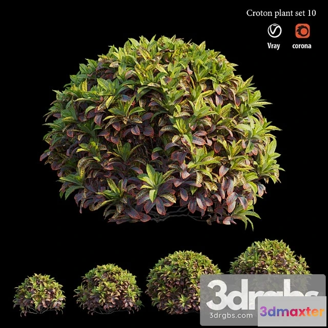 1060172 - Croton plant set 10