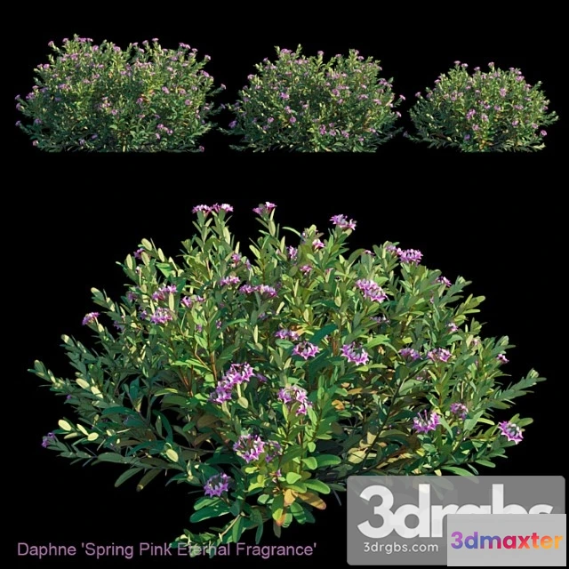 1060174 - Daphne spring pink eternal fragrance