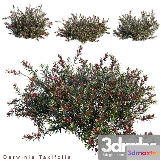 1060176 - Darwinia taxifolia