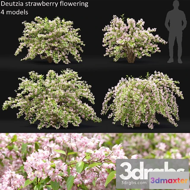 1060180 - Deutzia strawberry