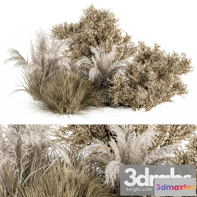 1060182 - Dried wild plants bush - bush set 36