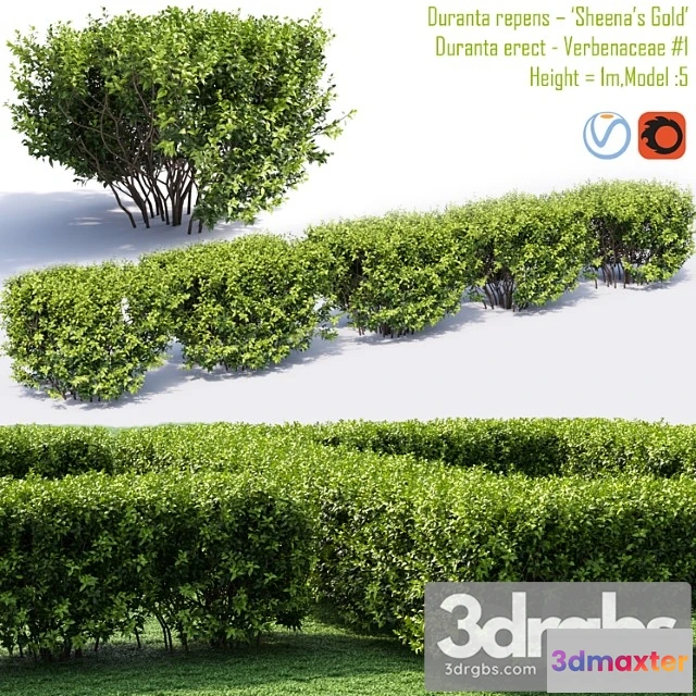 1060184 - Duranta repens -