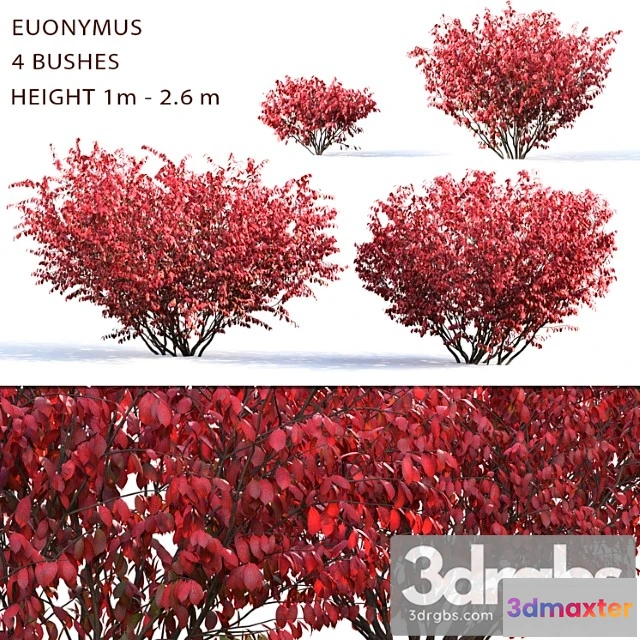 1060190 - Euonymus_1