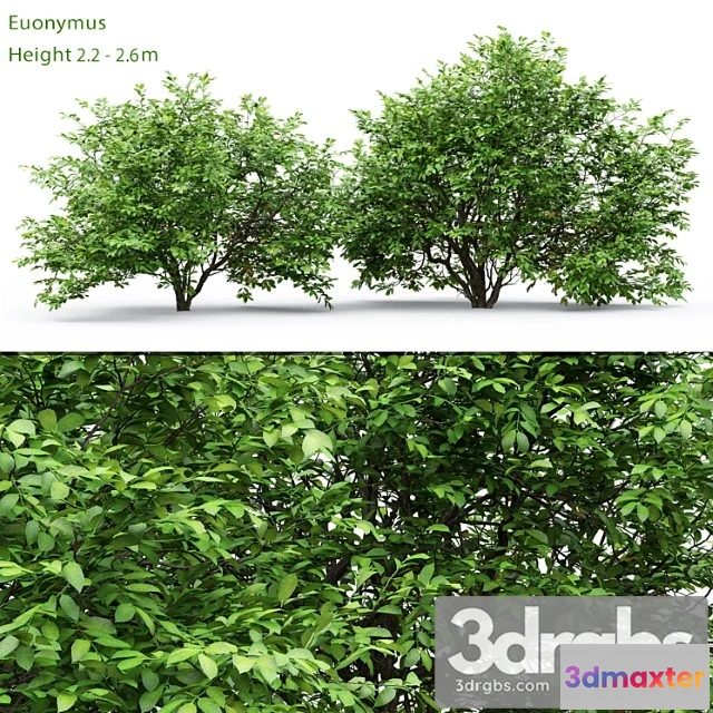 1060192 - Euonymus_1_2