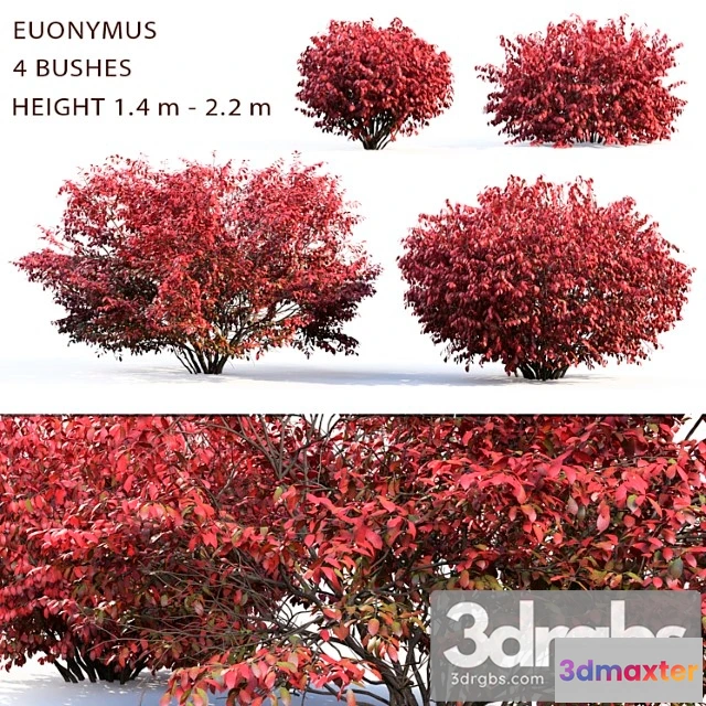1060194 - Euonymus_2