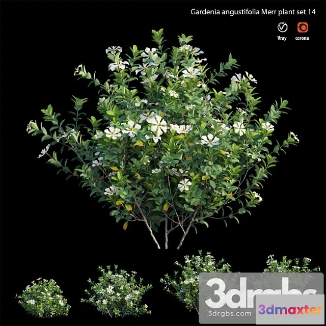 1060200 - Gardenia angustifolia merr 14