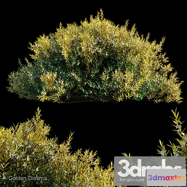 1060202 - Golden diosma